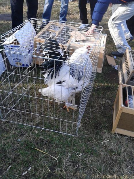 Fotografie0321 - 19 --- targ monor 12 03 2017