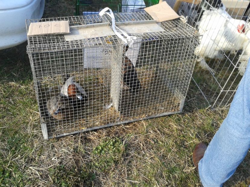 Fotografie0322 - 19 --- targ monor 12 03 2017