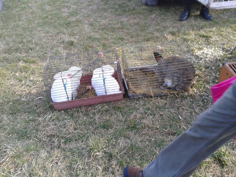 Fotografie0323 - 19 --- targ monor 12 03 2017