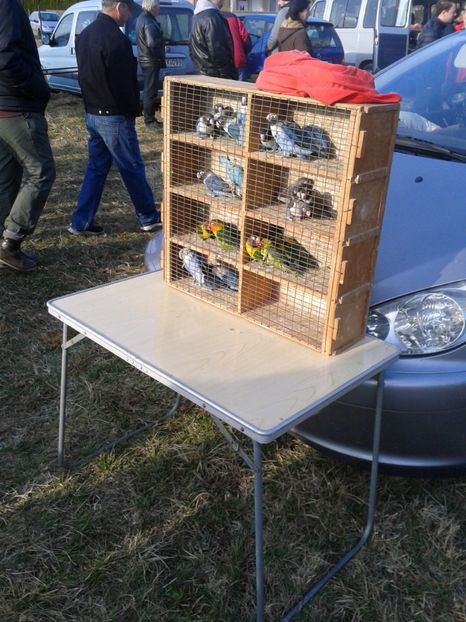 Fotografie0325 - 19 --- targ monor 12 03 2017