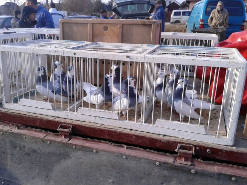 Fotografie0326 - 19 --- targ monor 12 03 2017