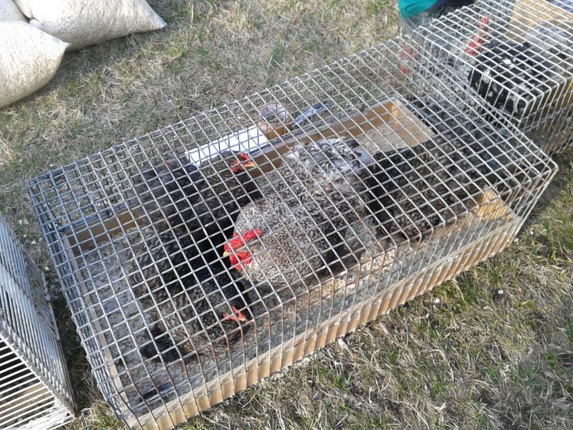 Fotografie0328 - 19 --- targ monor 12 03 2017