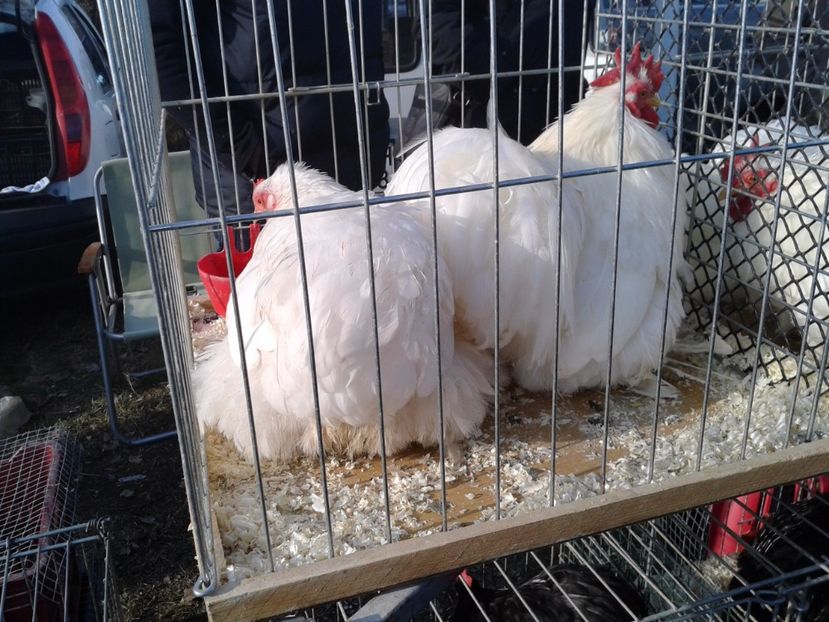 Fotografie0335 - 19 --- targ monor 12 03 2017