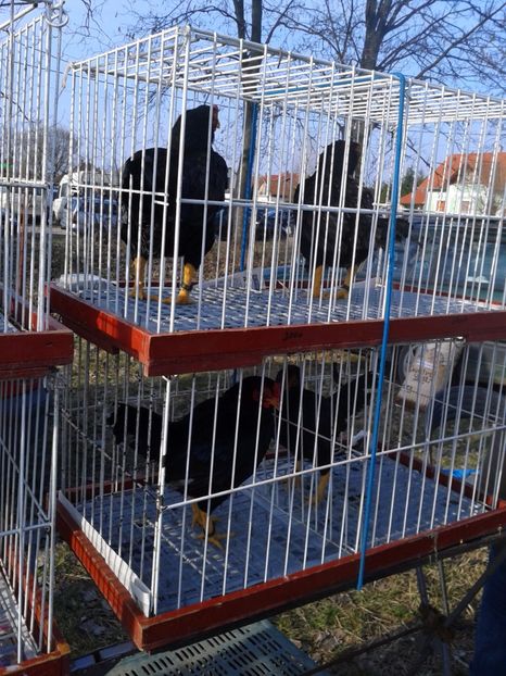 Fotografie0340 - 19 --- targ monor 12 03 2017