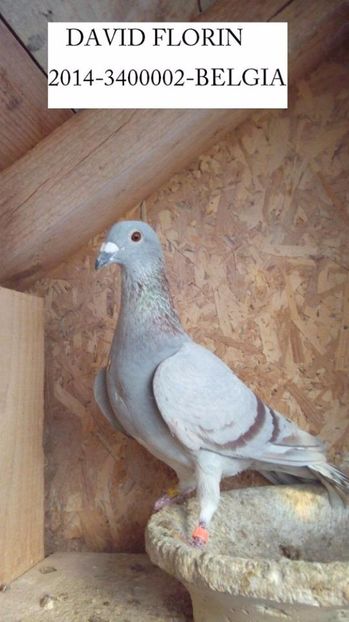 Mascul 14-002-BELG....-Bucuresti - Porumbei vanduti