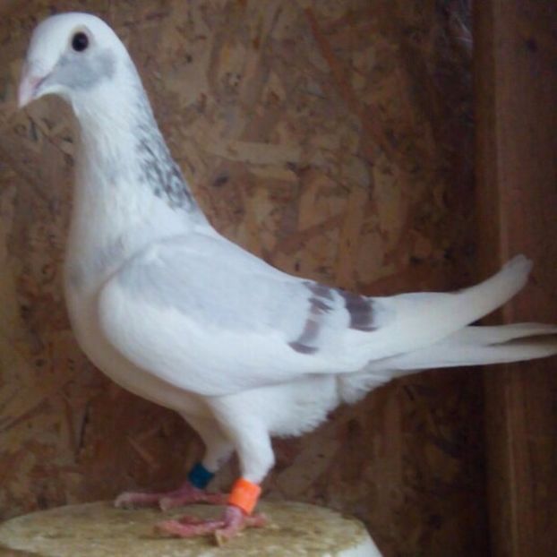 Femela  2014-001-BG....-Caprioru - Porumbei vanduti