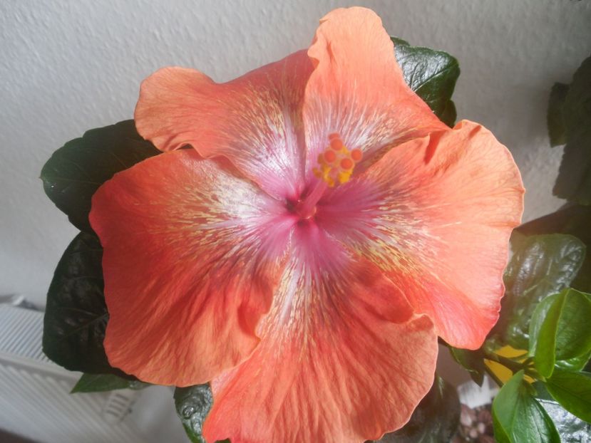 Moorea Sugar Lady - 0Hibiscus in colectie infloriti
