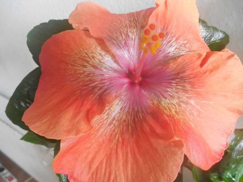  - 0Hibiscus in colectie infloriti