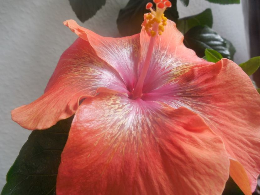 Moorea Sugar Lady - 0Hibiscus in colectie infloriti
