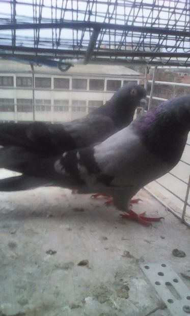  - Zburător CIUNGI DE PLOIESTI