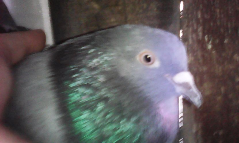  - Zburător CIUNGI DE PLOIESTI