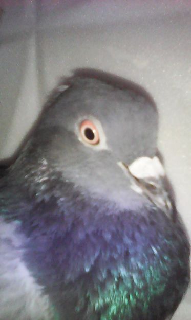  - Zburător CIUNGI DE PLOIESTI