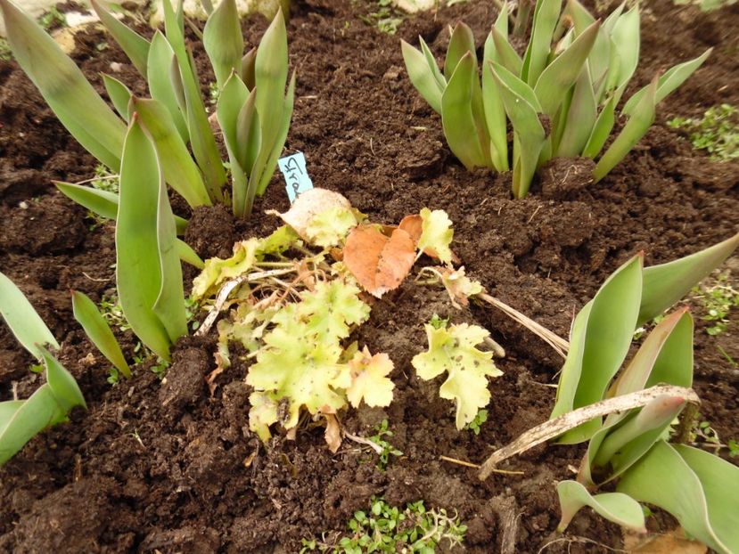  - 000 2017 primele flori