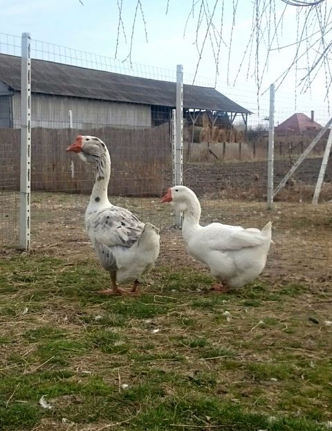  - Cholmogory 2015-16-17-18