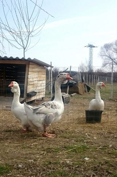  - Cholmogory 2015-16-17-18