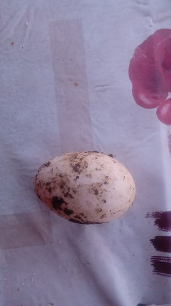 Primul ou - Matca rate lesesti 2017