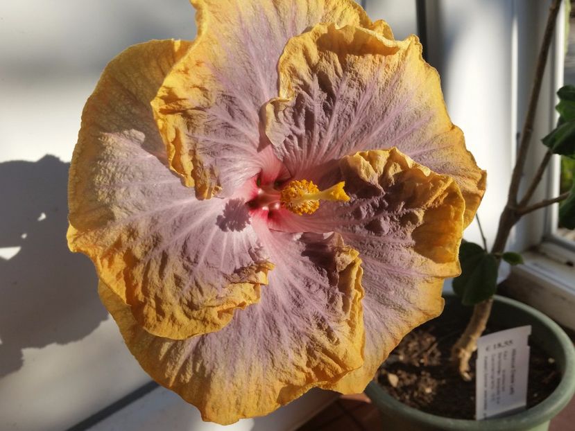 17-03-2017 - Hibiscusi 2017