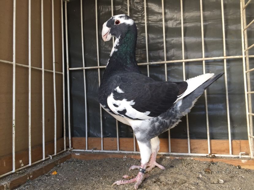  - Germani de frumusete