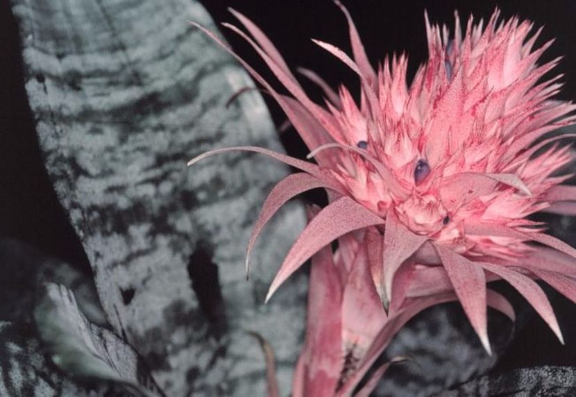 652x450_021633-aechmea-fasciata - Aechmeea