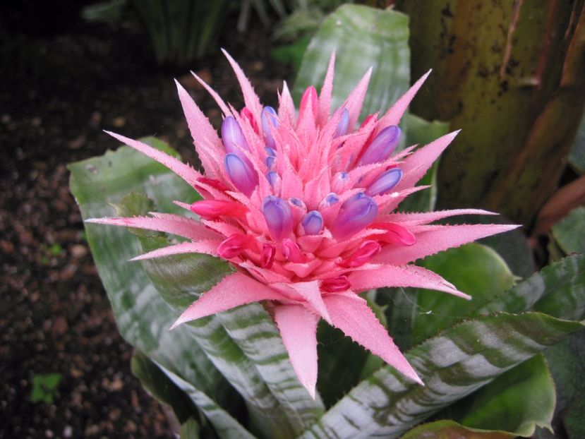 Aechmea-fasciata-flower - Aechmeea