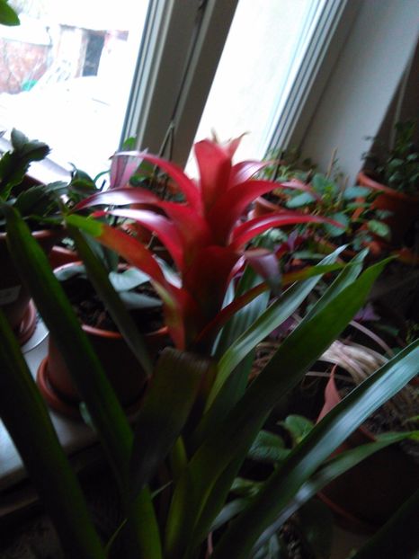  - Bromelia Guzmania 2017