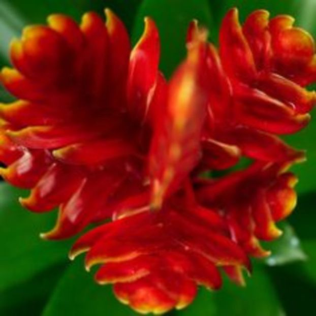 8c1f82ce786c3c86f2bfb3b2aca39018 (1) - Bromelia Guzmania 2017