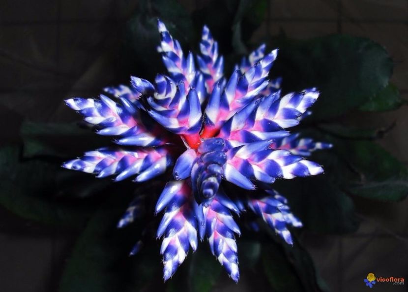 aechmea-blue-rain-visoflora-71354 - Bromelia Guzmania 2017