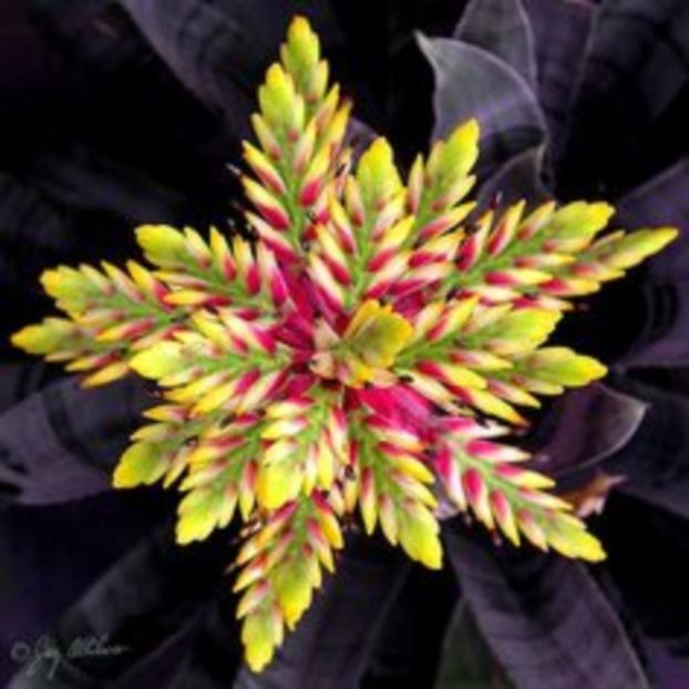 faedd94c9d75d11476b2ae49529b6abc - Bromelia Guzmania 2017