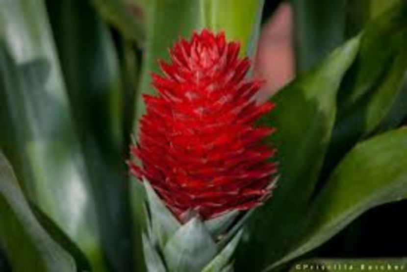 images (1) - Bromelia Guzmania 2017
