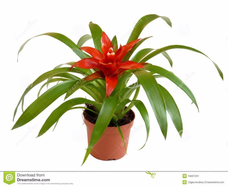 room-bromelia-flower-mix-16837291 - Bromelia Guzmania 2017