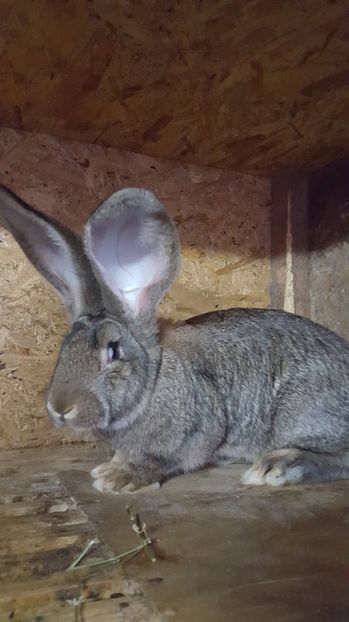  - Femeluta 3 luni si 2 saptamani