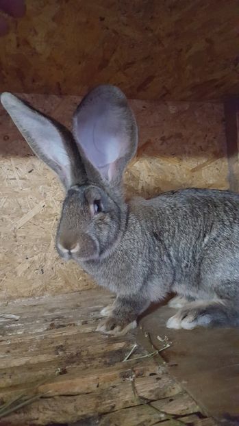  - Femeluta 3 luni si 2 saptamani