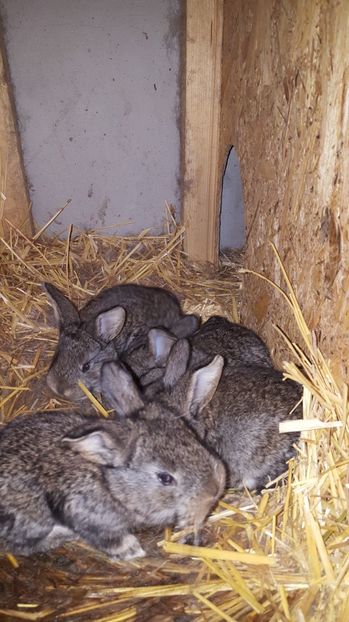  - CUIB 1 MARTIE 2017