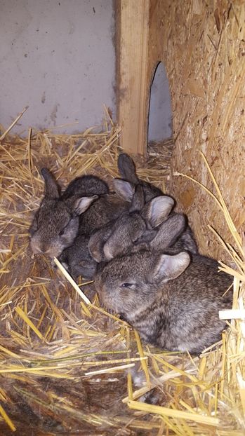  - CUIB 1 MARTIE 2017