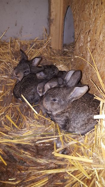  - CUIB 1 MARTIE 2017