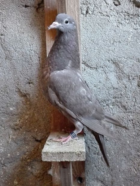 femela Horseman - 2017_Pui