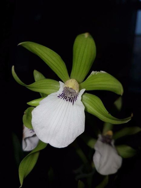  - CAUT ACEST  ZYGOPETALUM