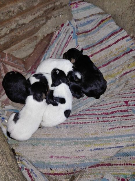 nascuti pe 8 martie - fox terrier