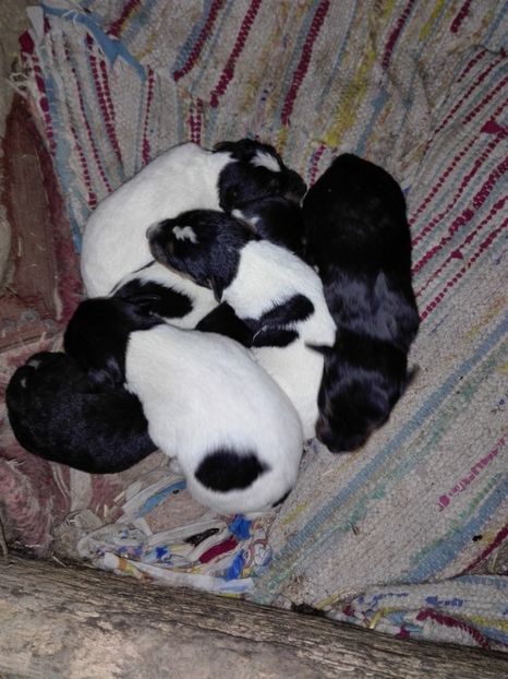 4 baieti si 2 fete - fox terrier