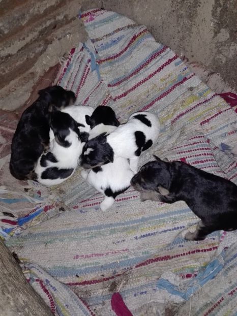 in curand - fox terrier