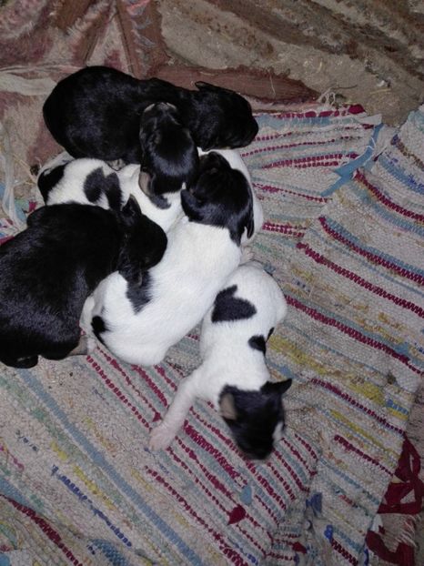 vanzare! - fox terrier