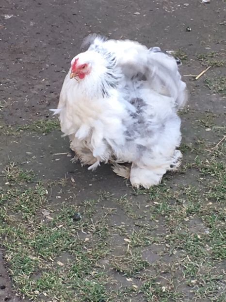  - COCHI PITIC HERMINAT DESCHIS 2018 - 2 familii