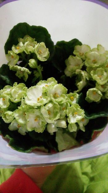  - Inova Spectra Color The Green