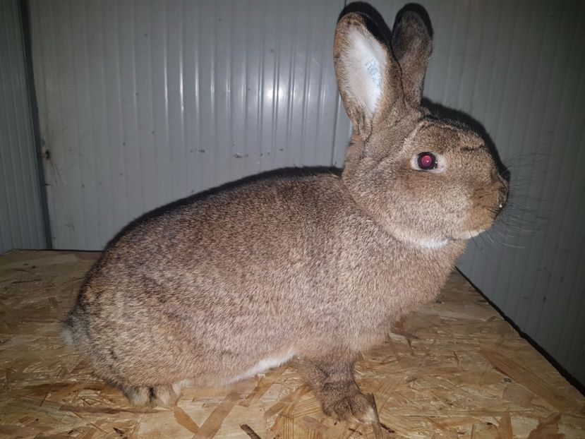 Ro20.... - Vienez gri