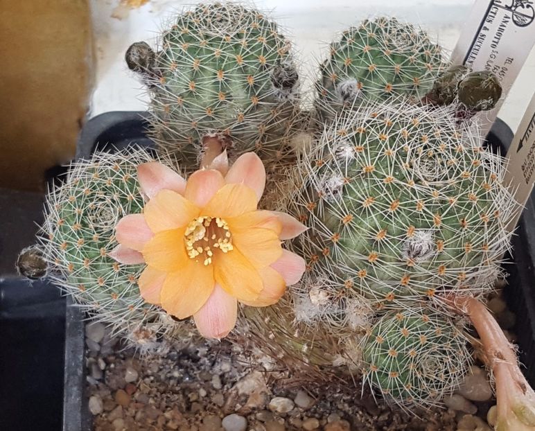  - Cactusi si suculente