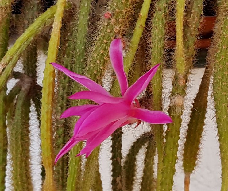  - Cactusi si suculente