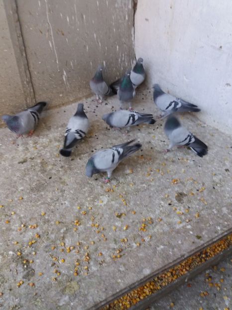  - Porumbel ALBASTRU de CLUJ-KICSI KEK