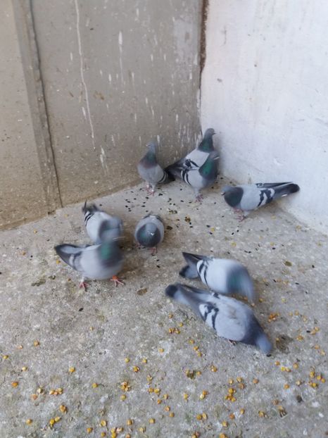  - Porumbel ALBASTRU de CLUJ-KICSI KEK