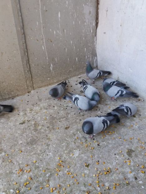  - Porumbel ALBASTRU de CLUJ-KICSI KEK