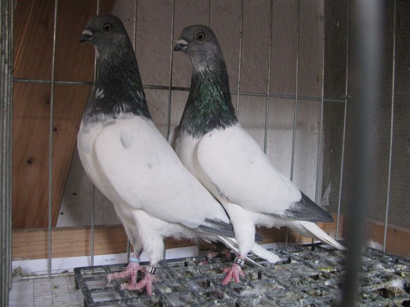  - 23-Berzati de Budapesti 2017